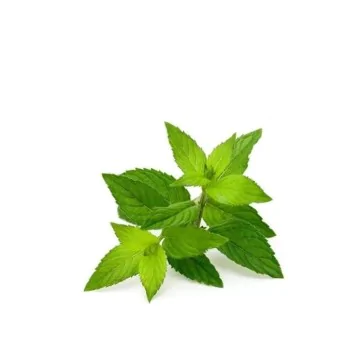 Bolsjehuset - Pebermynte