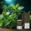 Nord Mynte - 10 ml - 20mg